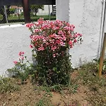 Holiday home Gaestehaus Edelweiss Halkidikis Olympiada